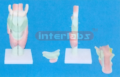 BIG MAGNIFIED ANATOMICAL LARYNX ADVANCED